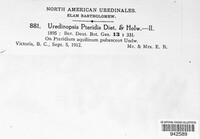 Uredinopsis pteridis image